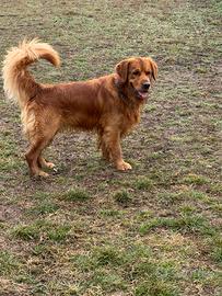 Golden retriver dorato per monta