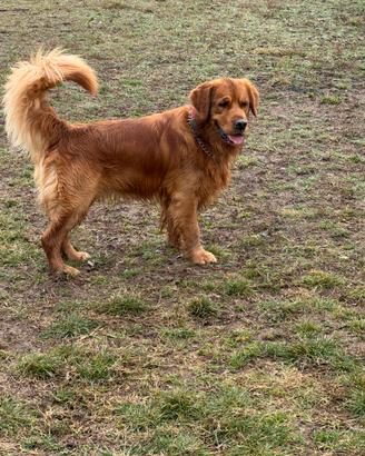 Golden retriver dorato per monta