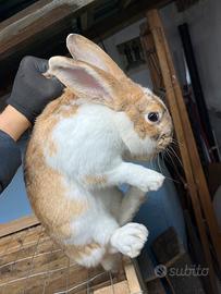 Coniglio