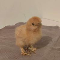 Uova o pulcini moroseta