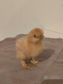 Uova o pulcini moroseta