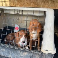 Cuccioli segugio maremmano con Pedegree