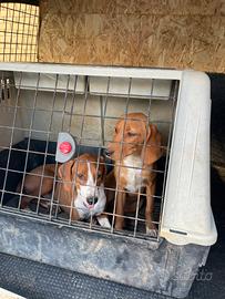 Cuccioli segugio maremmano con Pedegree