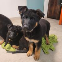 Cucciolo pastore tedesco