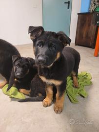 Cucciolo pastore tedesco