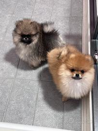 Pomerania disponibili