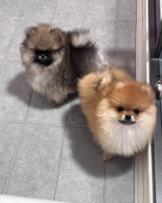 Pomerania disponibili