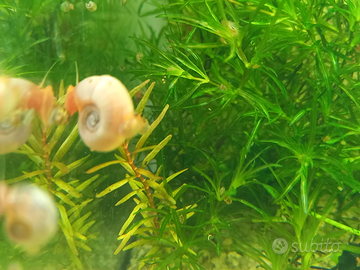 Planorbarius Rosa/Avorio, lumacha d'acquario