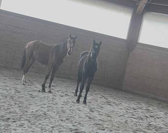 Puledro da salto ostacoli