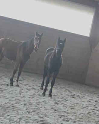 Puledro da salto ostacoli