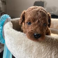 Ultima cucciola red toy