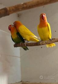 Agapornis Fischer