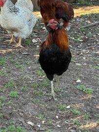 Gallo araucana