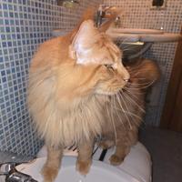 Gatto Maine Coon