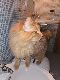 Gatto Maine Coon