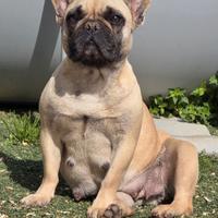 Bouledogue francese adulta