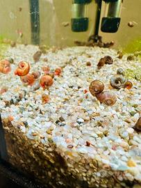 Lumache per acquario dolce