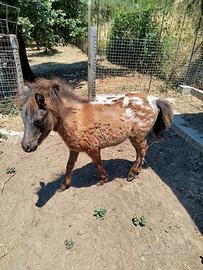 Puledro di pony