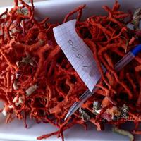 Corallo rosso grezzo
