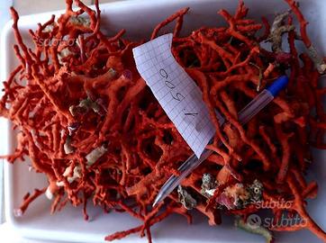 Corallo rosso grezzo