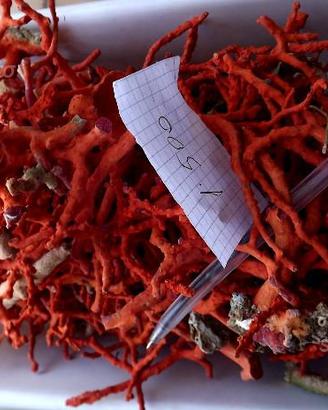 Corallo rosso grezzo