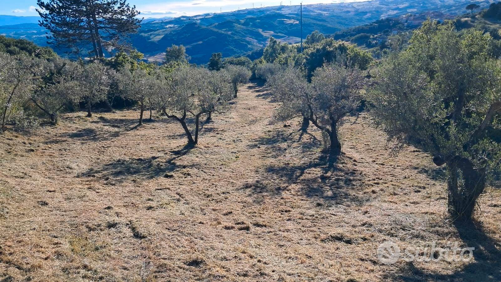Vendita terreno agricolo - Vista 5