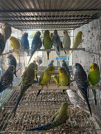 Pappagalli cocorite in molte mutazioni