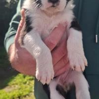 Stupendi cuccioli
