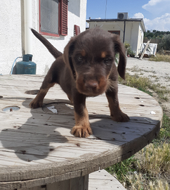 Cuccioli di Jack terrier cecoslovacco