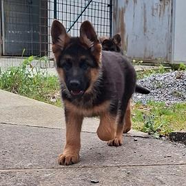 Cuccioli di Pastore Tedesco