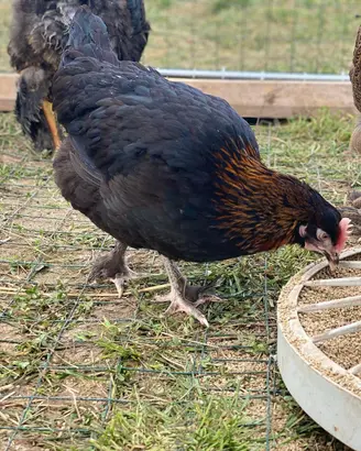 Galline ornamentali