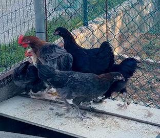 Trio Marans blu ramato di 4 mesi