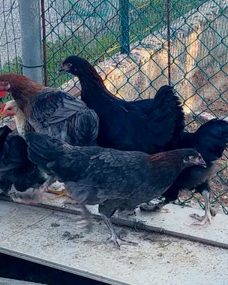 Trio Marans blu ramato di 4 mesi