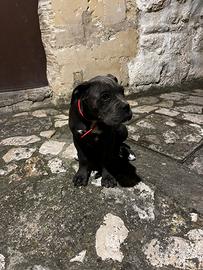Cucciolo cane corso