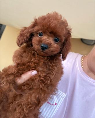 Barboncino dark asiatico (Teacup)
