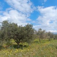 Terreno agricolo pianeggiante con ulivi e acqua Qu