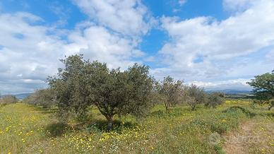 Terreno agricolo pianeggiante con ulivi e acqua Qu