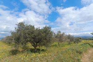 Terreno agricolo pianeggiante con ulivi e acqua Qu