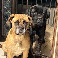 Cuccioli cane corso