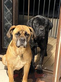 Cuccioli cane corso