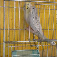 Cocorite corpo chiaro