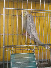 Cocorite corpo chiaro