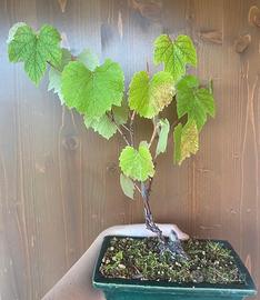 Bonsai vite spedizione inclusa