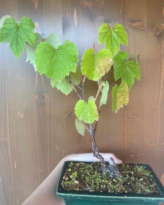 Bonsai vite spedizione inclusa