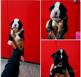 Prestigiosi cuccioli di boxer FULVI E TIGRATI