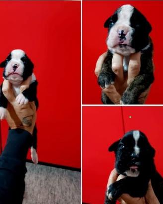 Prestigiosi cuccioli di boxer FULVI E TIGRATI