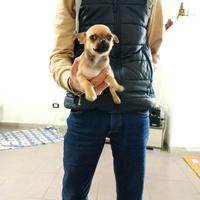 Cucciolo di cihuahua maschio