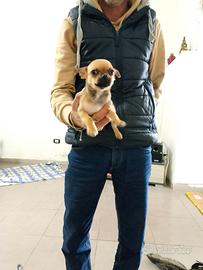 Cucciolo di cihuahua maschio