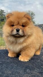 Chow chow rosso femmina