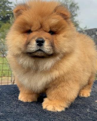 Chow chow rosso femmina